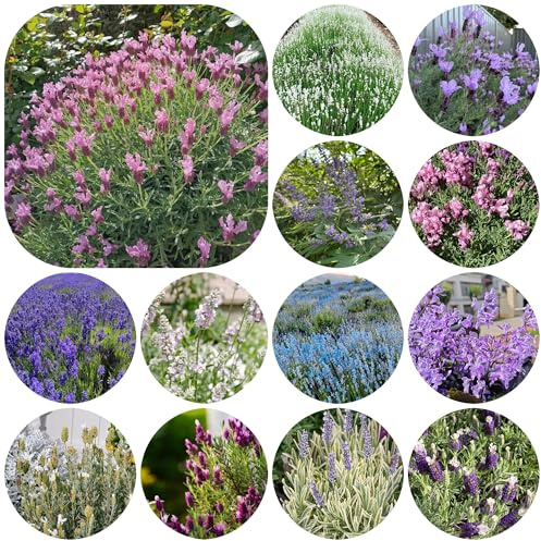 Semi di lavanda biologici, lavandula angustifolia perenne resistente tappezzante di lavanda resistenti perenni da giardino roccioso 350pcs