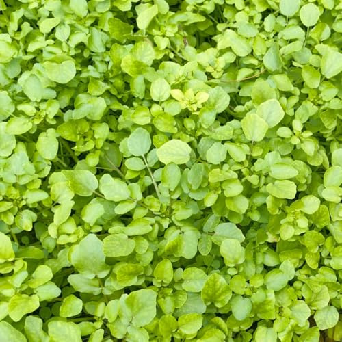 semillas de berros orgánicos - resistentes balcón jardín 80pcs