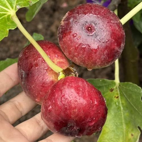 Comprar semillas de higuera - higuera semillas orgánicas higos interior balcón 600pcs