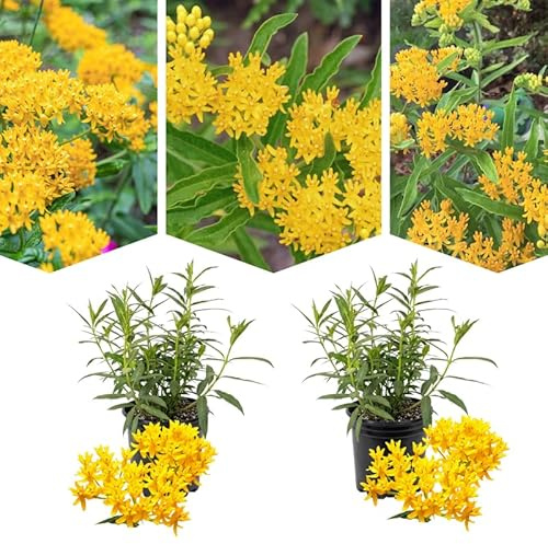 2 Yellow Milkweed Plants Live Butterfly Asclepias Tuberosa, Wildflowers Perennial Bush, Swamp Common Plant, 5-9 in Tall, No Pot