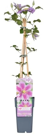 Clemátide - Clematis - Planta con Flor Perfecta para tu Rincón Natural