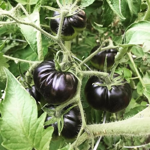50 semi di pomodoro BLACK BEAUTY GIGANTE