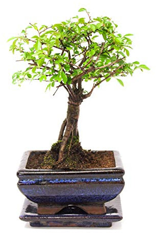 Chinese Elm Bonsai Tree in Blue Ceramic Bonsai Pot