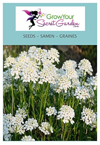 Iberis sempervirens - Corbeille d'argent 50 Graines, Tabouret - Thlaspi- vivace, couvre- sol,