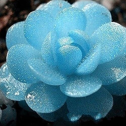PERZOE 100 Stück Lithops Pseudotruncatella-Samen, Steinblumen-Haus-Sukkulenten-Bonsai-Pflanze Lithops Pseudotruncatella-Samen