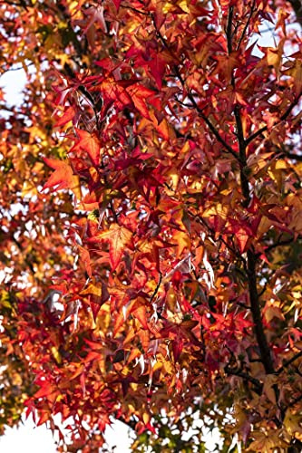 Liquidambar styraciflua 'Worplesdon' 125-150 cm – Winterhart, Mehrjährig, Pflegeleicht – Amberbaum – Solitärbaum für Garten & Einzelstellung