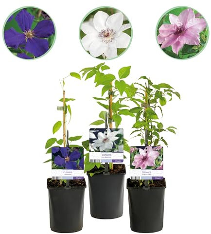 GreenboutiQ - Plante grimpante - Clematis Tricolour - Fleurs Rose Blanc Violet - Peu d'entretien - 3 plantes - Pot 11cm Hauteur 40cm