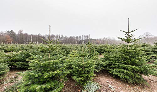 50st. Nordmanntanne 2-jährig 15-30cm inkl. Wurzel gemessen – Abies nordmanniana Jungpflanze | Immergrüner Nadelbaum für Weihnachtsbaum-Anzucht, Garten & Christbaumkultur | Wurzelware