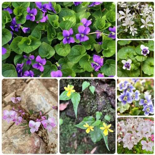 100 pcs duftveilchen samen winterhart - winterharte kübelpflanzen gartenblumen blumensamen balkon gartendeko für draußen exotische pflanzen samen winterharte pflanzen für balkon gartendeko