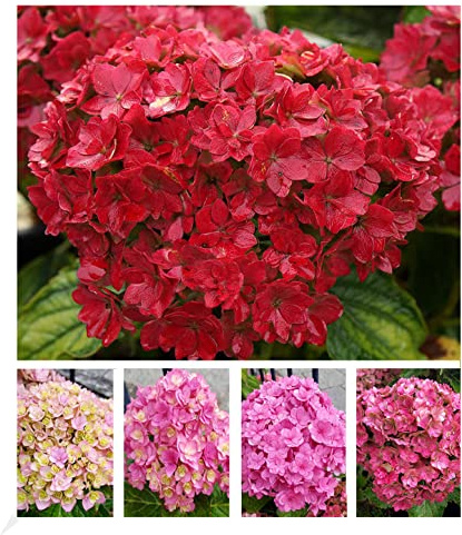BALDUR Garten 1x 5-Stufen Hortensie Together®, Pflanze im 2 Liter-Topf