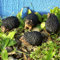 GeKi Trend Igel 4er Set Garten-Deko kleine Deko-Figuren Tisch-Deko Kunststein-Resin ca. 5 x 9 cm wetterfest