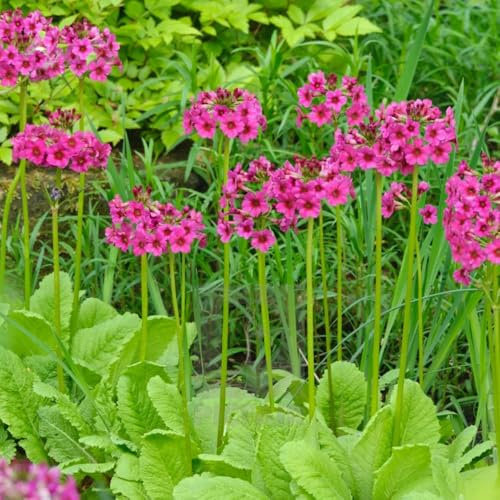 Semi di primula - decorazione Primula malacoides - balcone rustiche, campo 80pcs