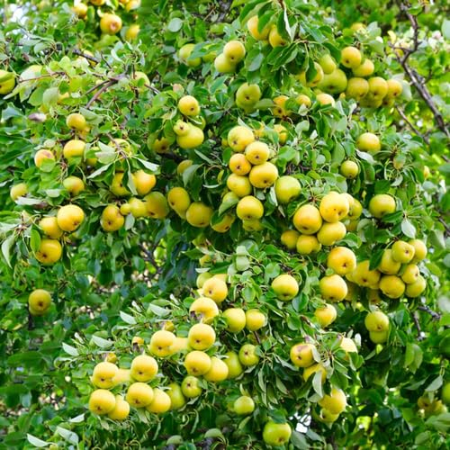 50 pcs birne baum samen - frisches obst topfpflanzen draußen winterhart birnen birnenbaum,Pyrus, obstbäume deko pflanzen bio saatgut spalierobst plant dekopflanzen exotische früchte