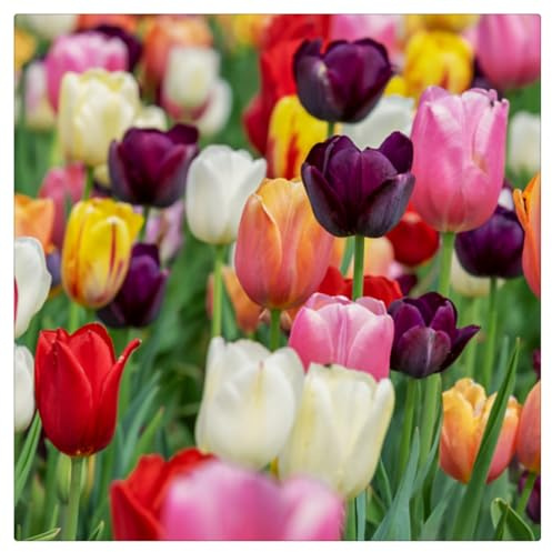 Bulbos de Tulipán | Frescos,Naturales, Robustos, Uniformes, Firmes, Viables-6 bulbos-D