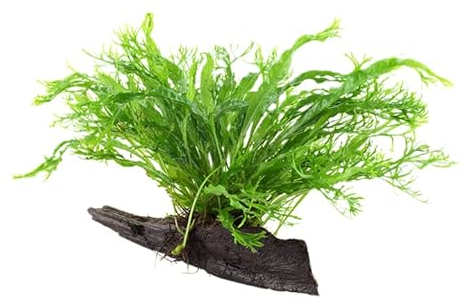 Plante d'aquarium Microsorum pteropus « Windeløv » Fougère de Java Plante aquatique sur racine N° 008B YWS Plante d'aquarium Porte-racine Rhizome