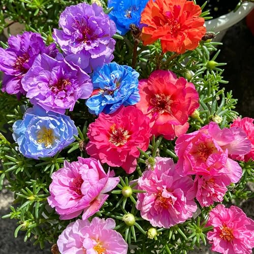 semillas de verdolaga Portulaca grandiflora jardín semillas decoraciones jardín exteriores resistentes 600pcs