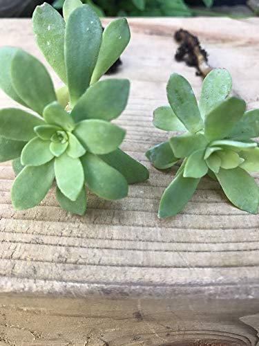 Portal Cool 2 Sedum Palmeri Succulente Gambi/talee o Radicato Succulente 8-10cm