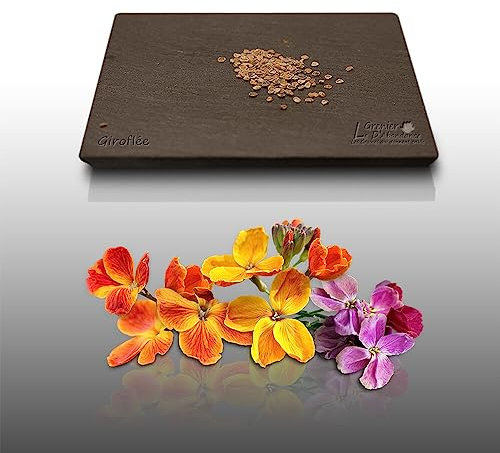 100 graines de Fleurs à semer - Le Grenier d'Abondance - GIROFLEE - Erysimum cheiri