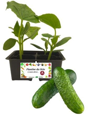 P. Piantine da Orto | Cetriolo, Kit da 4 piantine, Pianta Pronta per il Trapianto, Pianta Vera da Orto, da Balcone, e da Esterno, Vivaio Italiano