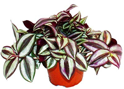 exotenherz - Trimaster Flower – Tradescantia zebrina – Plante d'intérieur à suspendre facile d'entretien – Pot de 12 cm
