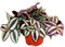 exotenherz - Trimaster Flower – Tradescantia zebrina – Plante d'intérieur à suspendre facile d'entretien – Pot de 12 cm