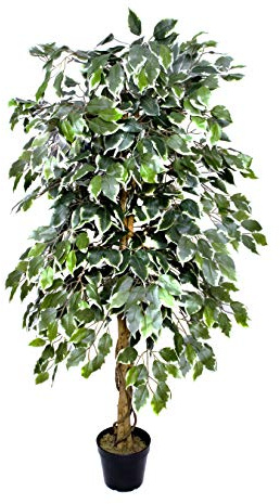GreenBrokers Premium Artificial Variegated Ficus Tree 160 cm Potted Plant