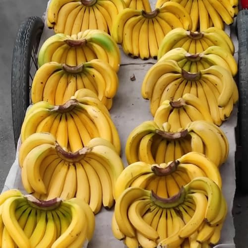 semillas de plátano Árboles, variedades antiguas Árbol de plátano invernaderos balcón jardineros semillas en espaldera 15pcs
