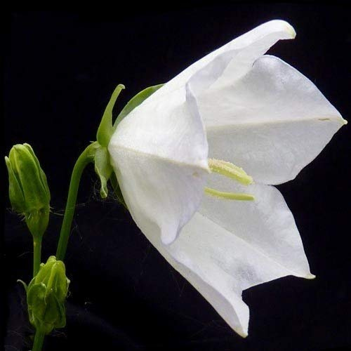 seedsown - Semillas Campanula persicifolia Alba