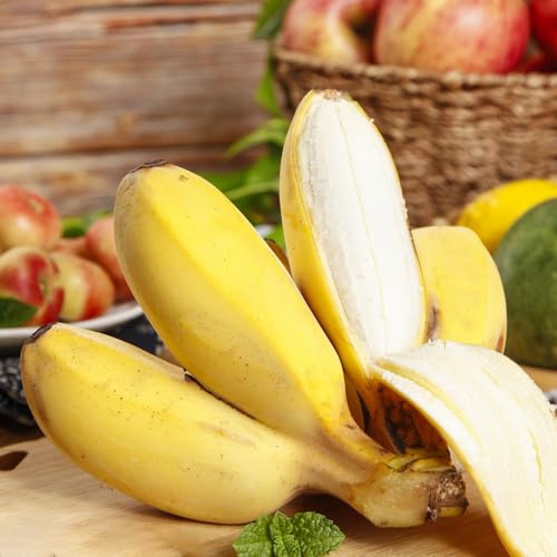 semillas de plátano invernaderos de balcón Árbol plátano exótico, resistentes 180pcs