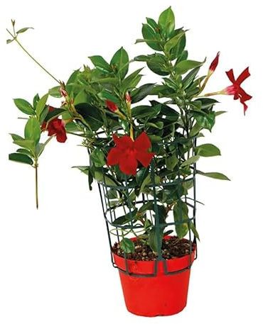 Jazmín de Brasil Trepador Planta Natural con Flores Rojas y Crecimiento Rápido