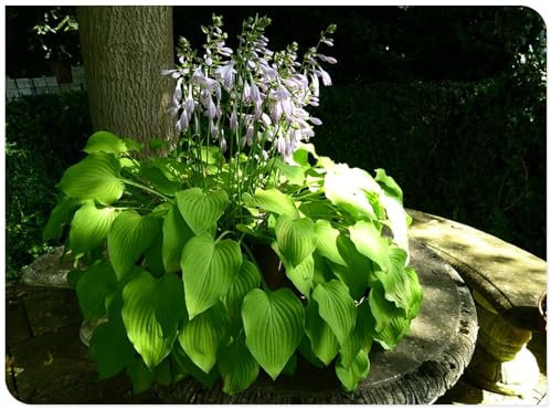 Hosta Bulbo,Hosta,Cobertura Del Suelo,DecoracióN Del Patio,Tolerantes Al FríO Y A La Sombra,Rizoma De Hosta-4bulbos-C