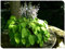 Hosta Bulbo,Hosta,Cobertura Del Suelo,DecoracióN Del Patio,Tolerantes Al FríO Y A La Sombra,Rizoma De Hosta-4bulbos-C