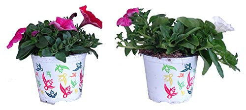 Petunia Surfinia - Pack 2 Plantas - Plantas Naturales con Flores para Exterior