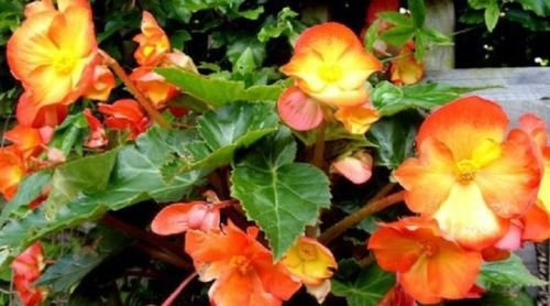 Semi Begonia pin up Flame The semi -Tuberose pellets 15 Seeds