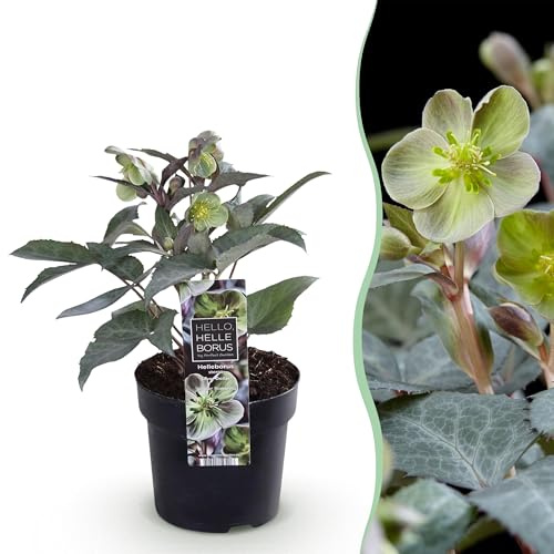 Fastlagsros Helleborus sternii Silver Dollar - Grön blomma -1 Växt - Vintergrön - 25-35cm - Ø14cm - Trädgårdsväxt