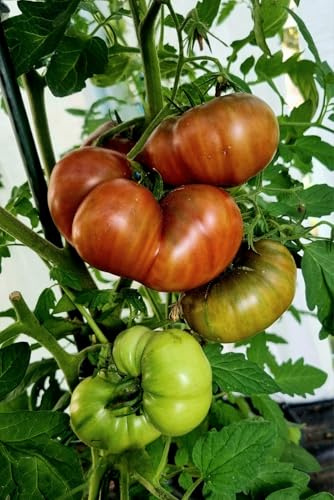 Tomate Cherokee Purple Semillas 10 Unidades