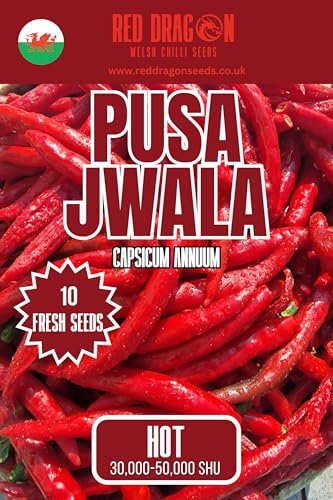 Pusa Jwala Chilli Seeds - Pusa Jwala Pepper Seeds