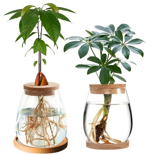 YWNYT Hydrokultur-Pflanzen-Anzuchtstation, 12 x 11 cm, Avocado-Samen-Startervase, Glas-Pflanzgefäß, Hydrokultur-Glasvase für Wasserpflanzen oder Blumen, Heimbüro-Tischdekoration, 2 Stück