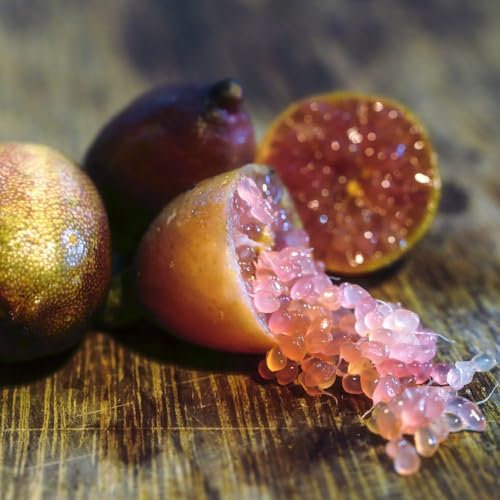 Lime 'Caviar Lime' - Half-Hardy Tree - Fruiting Plant - Easy to Grow Your Own - Ideal for The Patio & Conservatory - Citrus Pearls with Pink Pods - 1x 3 Litre Potted Plant by Thompson and Morgan