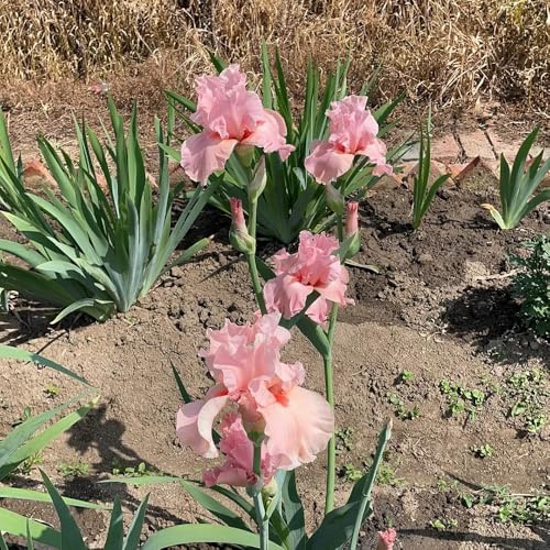 4bulbi di iris perenni resistenti - iris - iris copertura del terreno, decorazione, sono perenni, resistenti decorazione