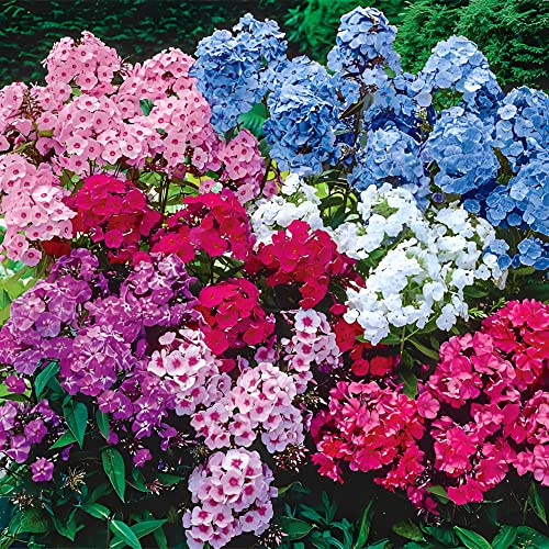 Votaniki Hardy Tall Phlox Mix - Fragrant Blooms, Perennial Phlox Bare Root Ready to Plant | Long Lasting Garden Display - Easy to Grow and Low Maintenance (6 Pack)