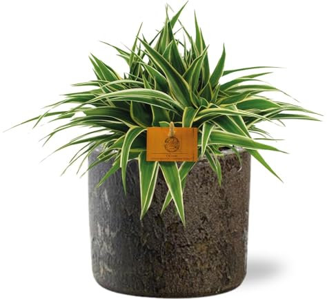 Grünlilie - Chlorophytum Ocean - Zimmerpflanze - Ø15cm - 25cm + Topf D16x14cm - Braun