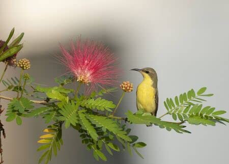 adrium Cuadro compuesto de aluminio 110 x 80 cm: Purple Sunbird (Nectarinia Asiática) sobre perca (131970701)