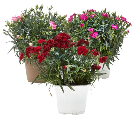 Verdecora Clavel en maceta Ø13cm Pack 3 uds | Dianthus spp. | Planta Natural de Exterior | Flores Coloridas y Aromáticas | Ideal para Jardinería y Decoración | Color variado
