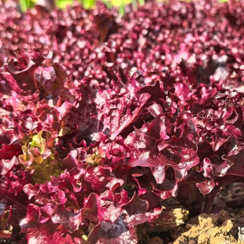 pflücksalatsamen winterhart,salat, kopfsalat garten balkon gewächshäuser 200pcs
