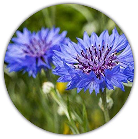 Graines de bleuet - 50 graines - Centaurea cyanus - Fleurs bleues à violettes - Comme plante pour balcon et conteneur