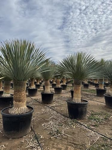 Sunny Tree - Yucca Rostrata – Palma – Altezza tronco 50/60 cm – 180 cm – Resistente – Giglio di palma
