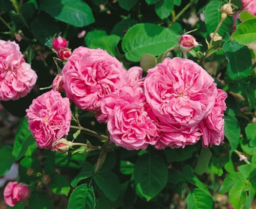 Rosa 'Mme Boll' 3L Topf – Winterhart, Mehrjährig, Pflegeleicht – Historische Rose – Strauchrose für Beet & Rabatte