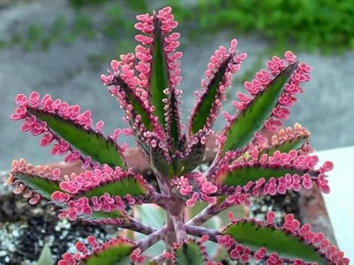 Pink Mother of Millions Live Plant in 2 Inch Pot - Kalanchoe Delagoensis Starter Plant