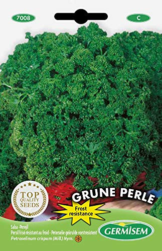 Germisem graines Persil frisé résistant au froid GRUNE PERLE